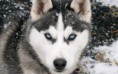/album/fotogaleria-fotogaleria/husky-jpg/