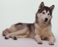 /album/fotogaleria-fotogaleria/psik-sibirsky-husky-jpg/